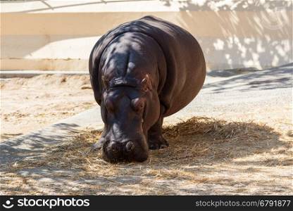 big hippo stay on aviary in zoo