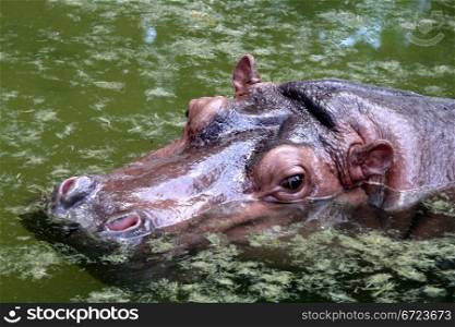 Big hippopotamus head in the water of pond