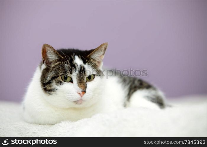 big home cat is lying on a bed - symbol of comfort