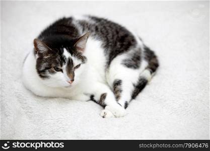 big home cat is lying on a bed - symbol of comfort