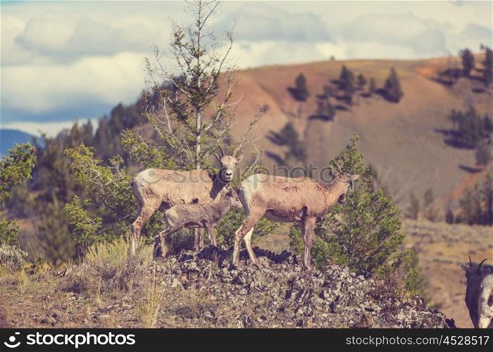 Big-Horned Sheeps, in the Banff National Park in Autumn, Rocky Mountains, Canada