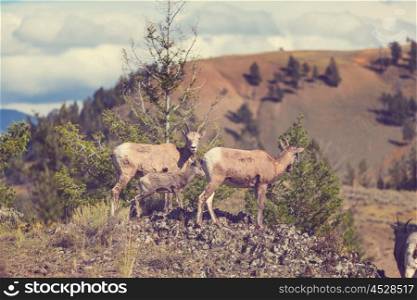 Big-Horned Sheeps, in the Banff National Park in Autumn, Rocky Mountains, Canada