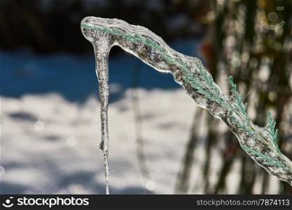 Big icicle on a branch of a juniperuniperus scopulorum Blue Arrow in december