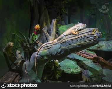 Big iguana lizard in terrarium - animal background