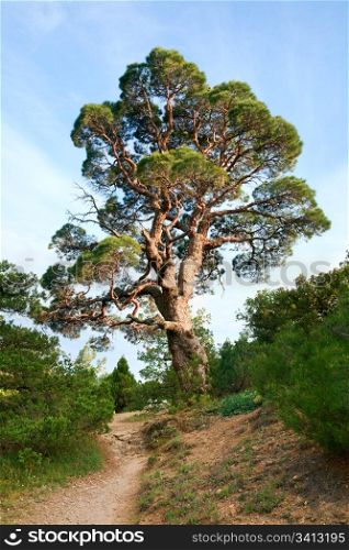 "big juniper tree on sky background ("Novyj Svit" reserve, Crimea, Ukraine)."