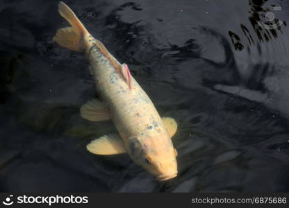 Big Koi Carp in an outdoor fish pond