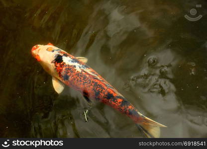 Big Koi Carp in an outdoor fish pond