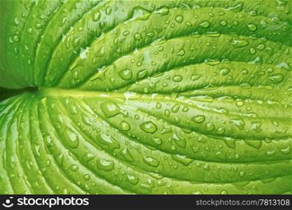 Big leaf of light green colours with water drops on bright sunlight