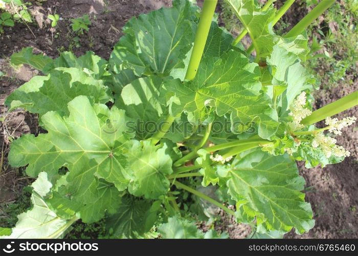 big leaf of rhubarb. big green leaf of rhubarb on the bush in the spring
