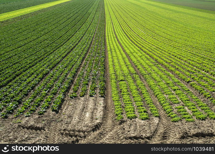 Big lettuce plantation on rows outdoor. Industrial lettuce farm. Various plants. Panoramic image. Agriculture land on sunny day.