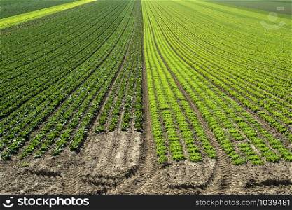 Big lettuce plantation on rows outdoor. Industrial lettuce farm. Various plants. Panoramic image. Agriculture land on sunny day.