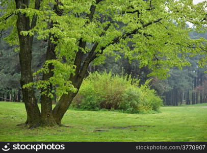 Big Linden Tree in Park with Early Spring Green Leaves