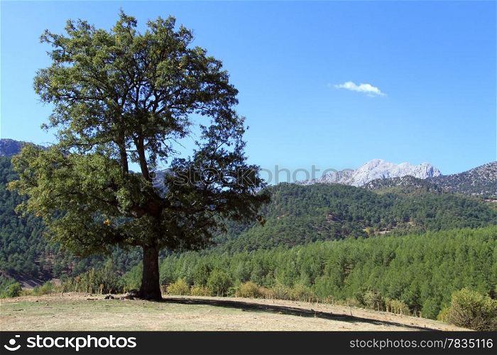 Big lonely tree on the top of hill near forest in mountain, Turkey