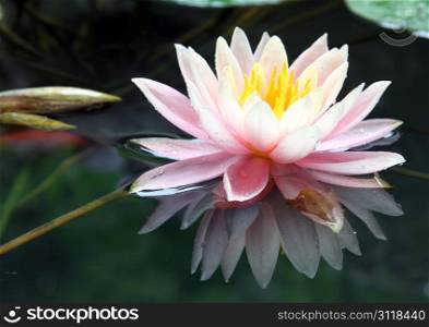 Big lotus on the water of pond