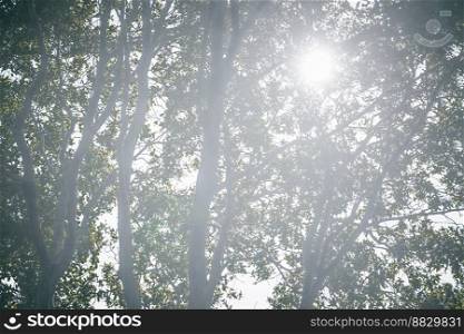 Big Lush Tree in Bright Sunlight. Monochrome Natural Background Filled with Light. Beautiful Sunny Day in Summer Forest.. Monochrome Natural Background