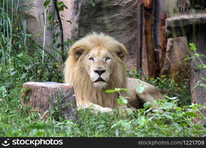 big male african lion in the zoo