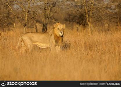 Big male African lion (Panthera leo) in natural habitat, Kruger National Park, South Africa