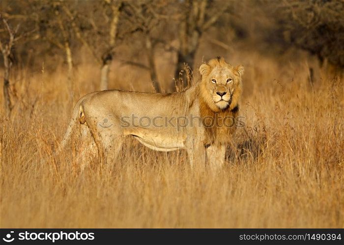 Big male African lion (Panthera leo) in natural habitat, Kruger National Park, South Africa
