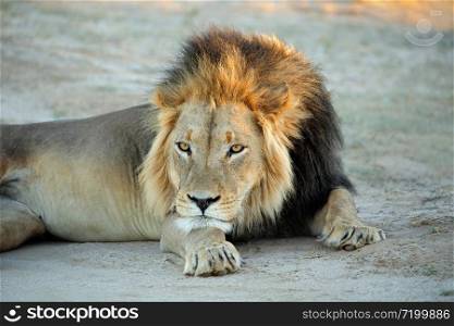 Big male African lion (Panthera leo) resting in early morning light, Kalahari desert, South Africa