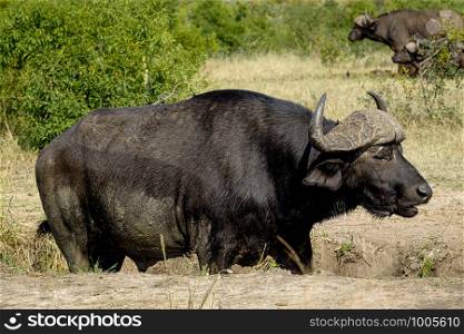 Big male Cape buffalo in the wild