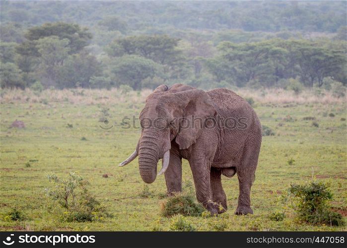 Big male Elephant walking in the grass in the Welgevonden game reserve, South Africa.