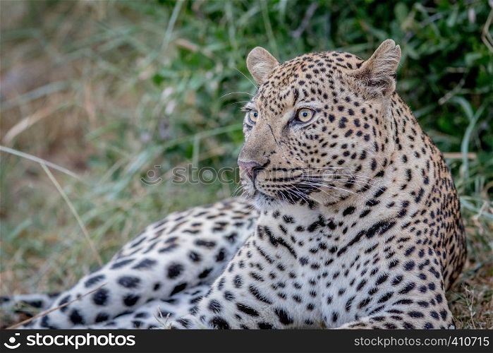 Big male Leopard laying down in the grass in the Kruger National Park, South Africa.