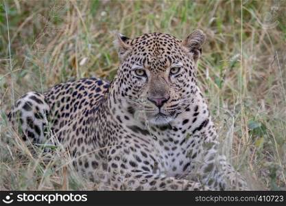 Big male Leopard laying down in the grass in the Kruger National Park, South Africa.