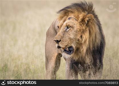 Big male Lion standing in the high grass