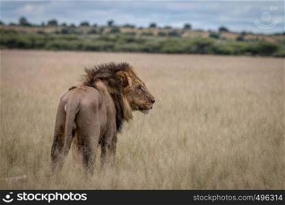 Big male Lion standing in the high grass in the Central Kalahari, Botswana.