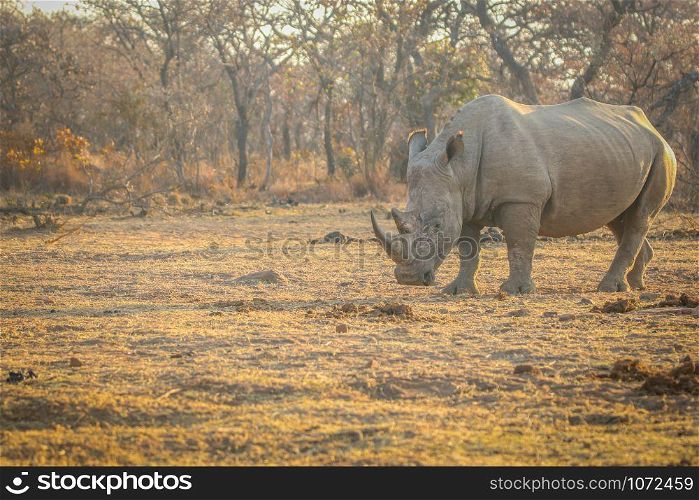 Big male White rhino standing in the grass, South Africa.