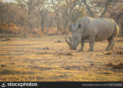 Big male White rhino standing in the grass, South Africa.