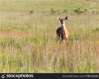 Big Meadow in the national park off Skyline Drive in Shenandoah valley Virginia is home to many white tailed deer