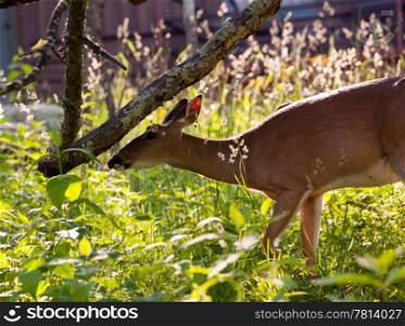 Big Meadow in the national park off Skyline Drive in Shenandoah valley Virginia is home to many white tailed deer