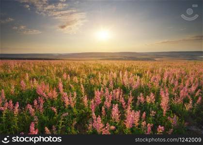 Big meadow of sage flowers at sunset. Nature composition.