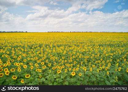 Big meadow of sunflowers. Agrecultural and nature landscape scene.