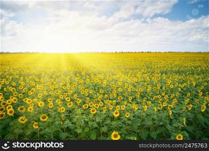 Big meadow of sunflowers. Agrecultural and nature landscape scene.