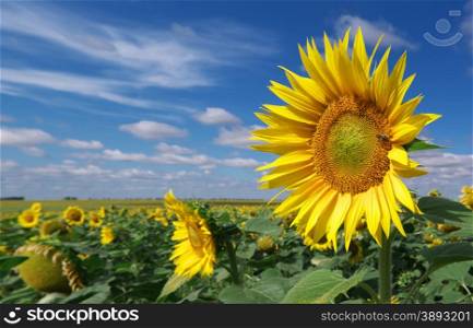 Big meadow of sunflowers. Nature composition.