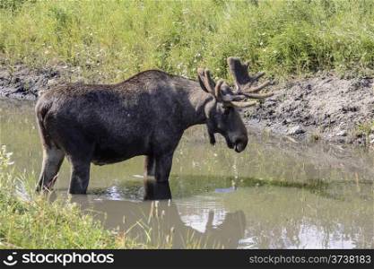 Big moose standing in the water