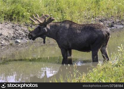 Big moose standing in the water