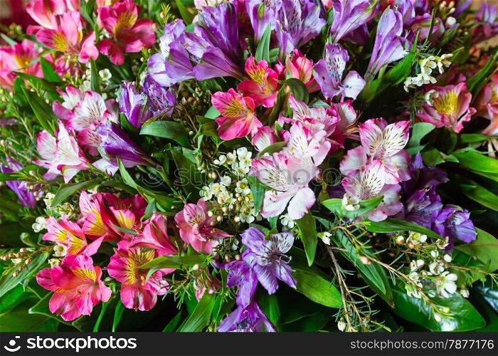 Big multicolor alstroemeria (magenta - pink - red) wonderful summer flowers bouquet