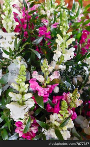 Big multicolor (white - pink - red) wonderful summer lupine flowers bouquet