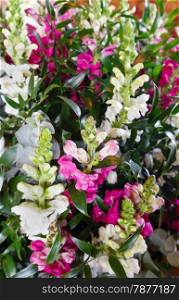 Big multicolor (white - pink - red) wonderful summer lupine flowers bouquet