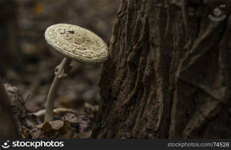 big mushroom in autum forest in holland with leaves on the ground