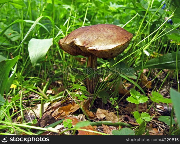 Big mushroom in the forest