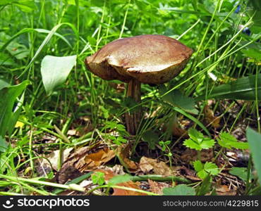 Big mushroom in the forest