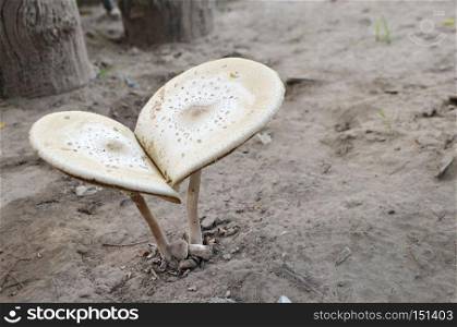 Big mushroom poisoning