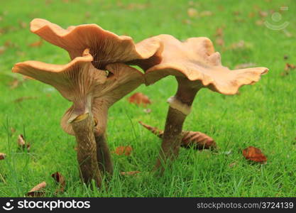 Big mushrooms in a fall forest