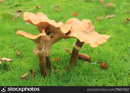 Big mushrooms in a fall forest