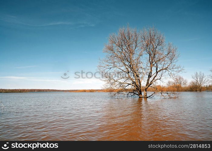 big oak amongst spring flood