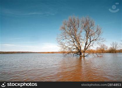 big oak amongst spring flood